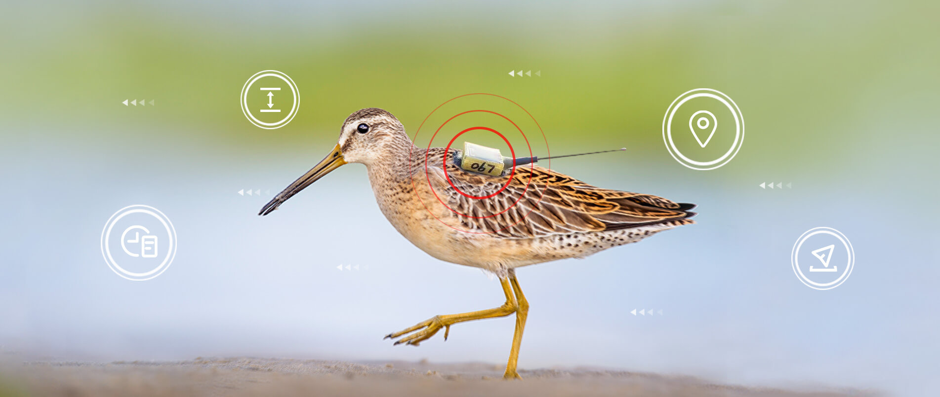 bbin宝盈物联网整体解决方案，助力小型鸟类实现全球追踪